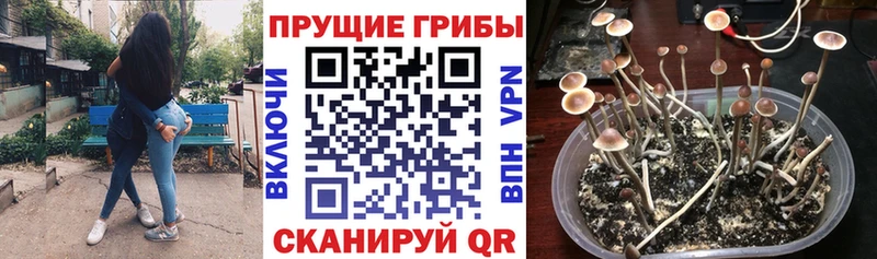 Купить закладки  Красногорск  Псилоцибиновые грибы MAGIC MUSHROOMS 